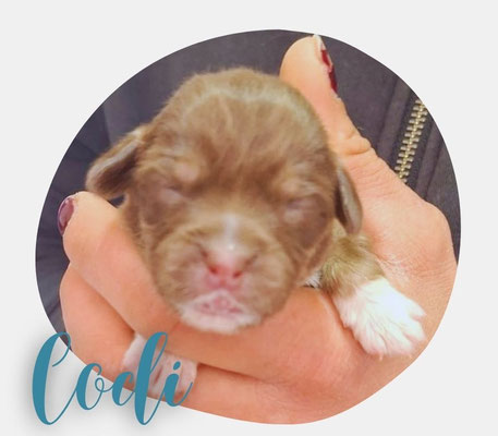 Codi