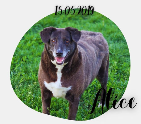 Alice