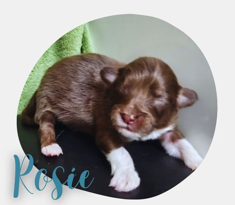 Rosie