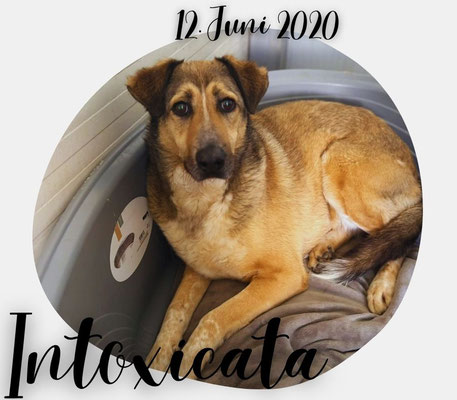 Intoxicata