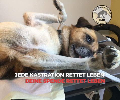 Weltkastrationstag