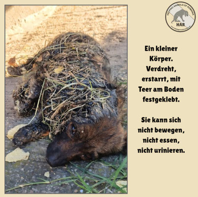 Wie können Menschen so etwas tun? – Pollys Geschichte