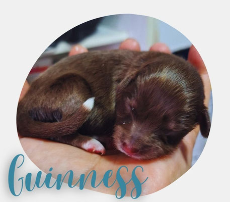 Guinness
