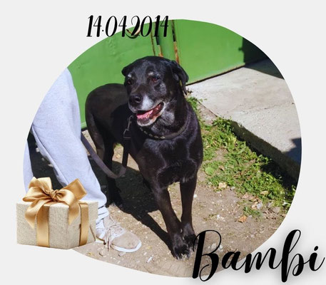 Bambi