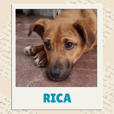 Rica