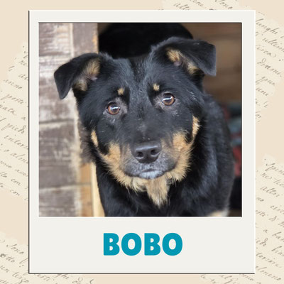 Bobo