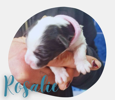 Rosalie