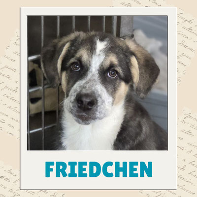 Friedchen