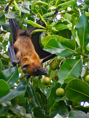  Flughund (Pteropodidae; Megachiroptera)