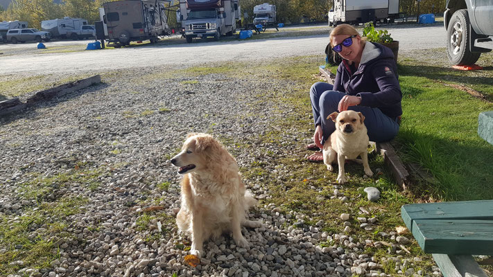 Diese zwei Hunde kamen mehrmals zu besuch, liessen sich streicheln und gingen wieder:)