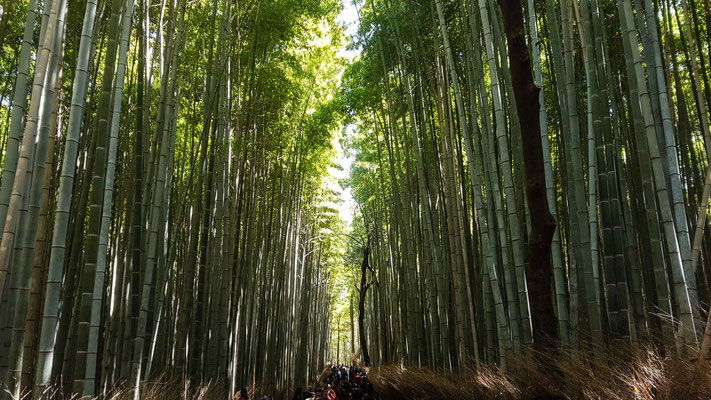 Arashiyama Bamboo Grove