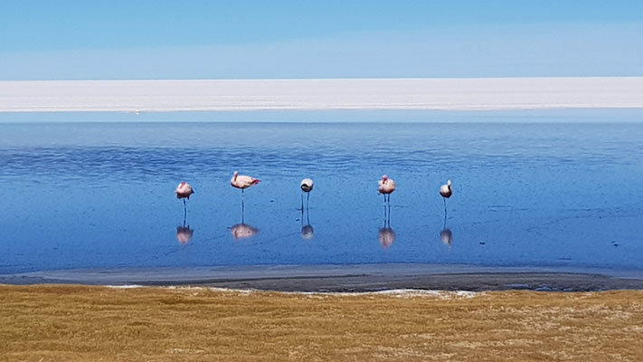 Flamingos
