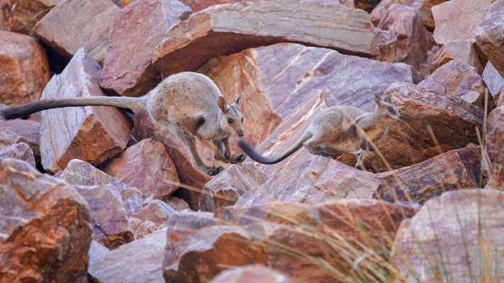 Wallabies
