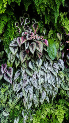 Gardens by the Bay