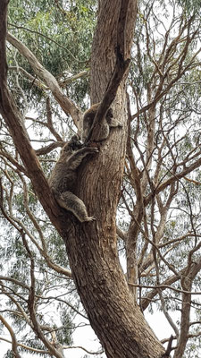 Koalas