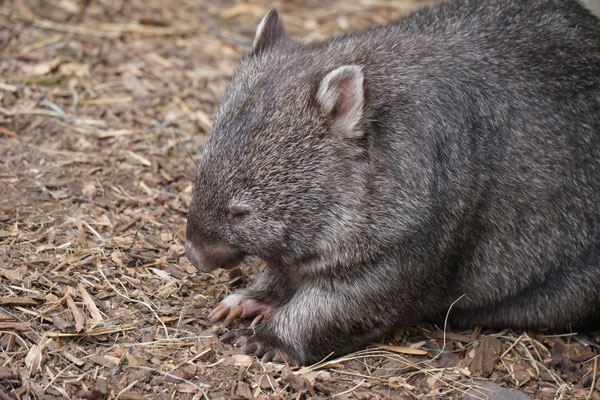 Wombat