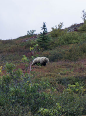 Grizzlybär