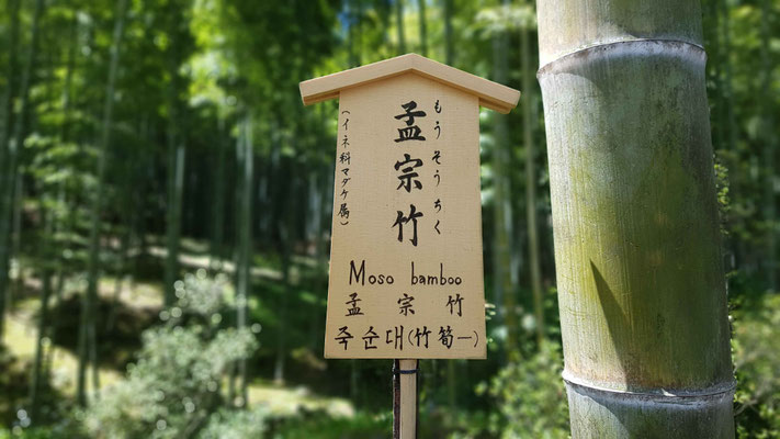 Arashiyama Bamboo Grove