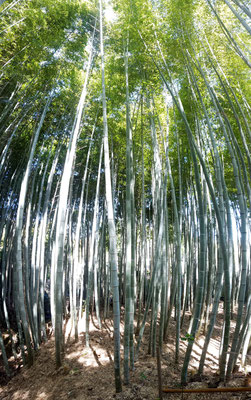 Arashiyama Bamboo Grove