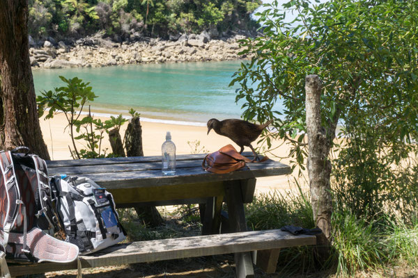 Abel Tasman Nationalpark. Der Vogel war richtig frech und hat überall nach essbarem gesucht...