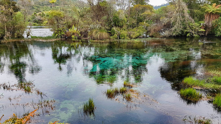 Abel Tasman Nationalpark Pupu Springs