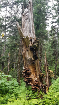 Grace Ridge Trail
