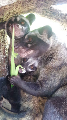 Fleckenmusang