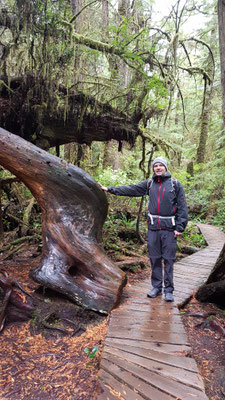 Rainforest Walk