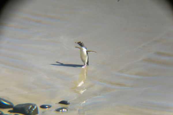 Pinguuuus :)