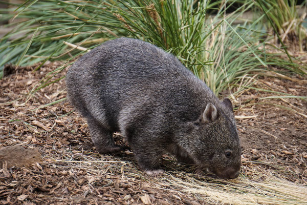 Wombat