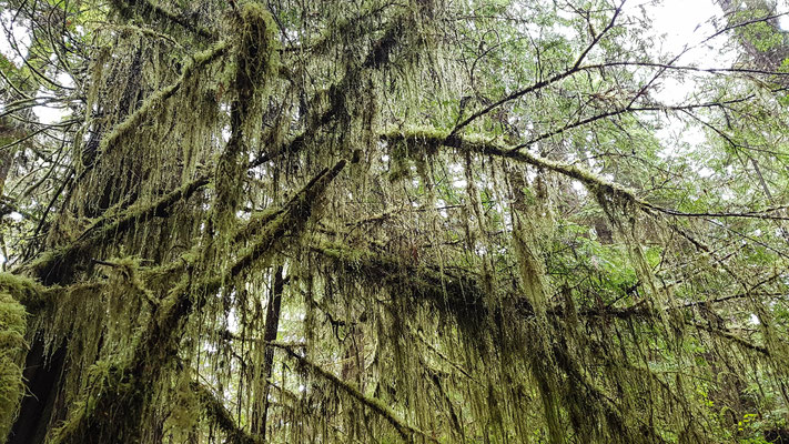 Rainforest Walk