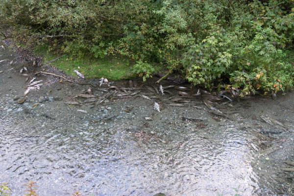 Soo viele Tote Fische...