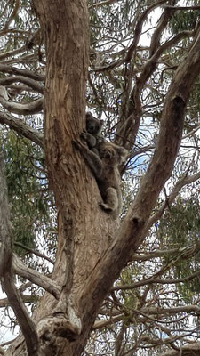 Koalas