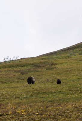 Grizzlybären