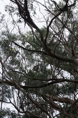 Koalas