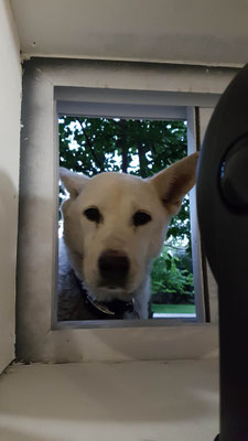 Unser Fensterhund ;) 