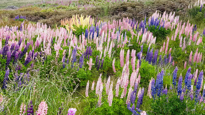 Es hatte soo viele wunderschöne Lupinen