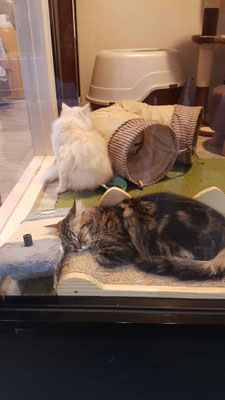 Typisch Japan: Shops für Haustiere. Die herzigen Tier Babys spielten jeweils im Schaufenster. Larissa konnte sich kaum losreissen ;)