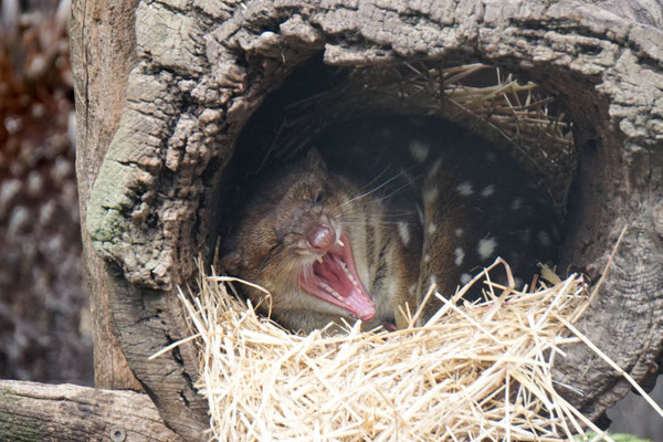 Quoll