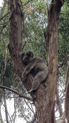 Koalas