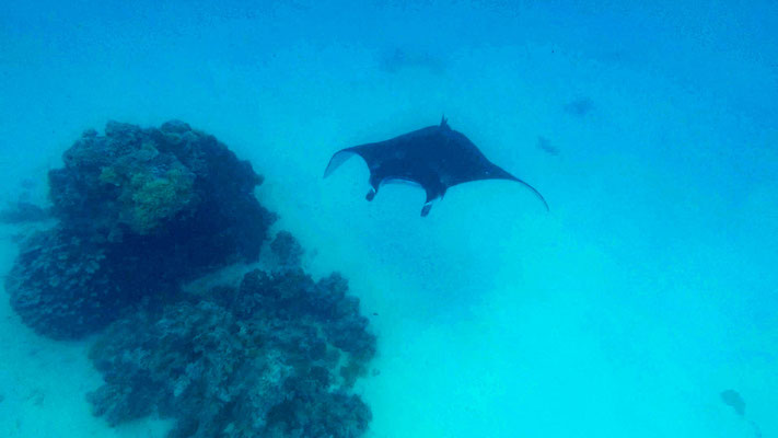 Mantarochen