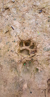 Frische Jaguarspuren