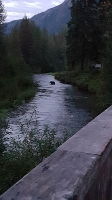 im Morgengrauen entdeckten wir den Bär