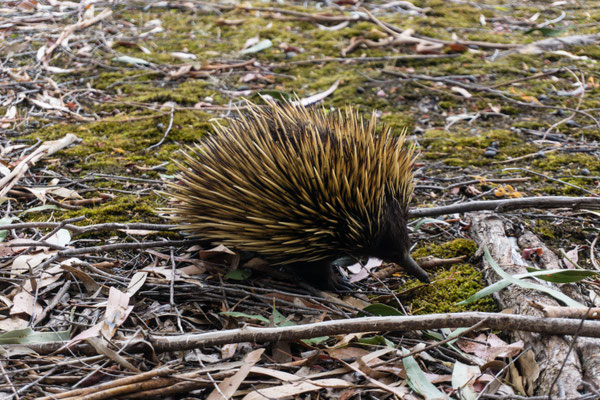 Echidna