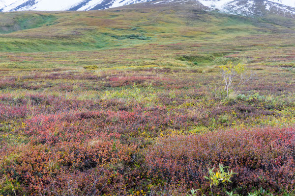 Tundra 