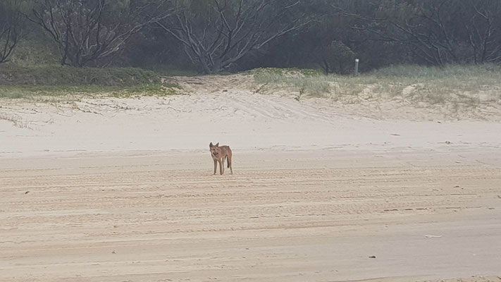 Dingo