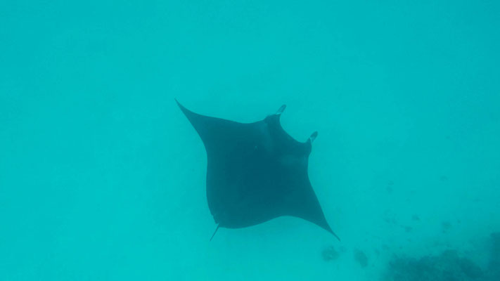 Mantarochen