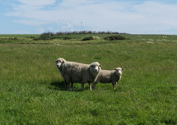 Catlins Region