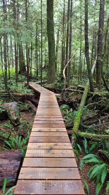 Rainforest Walk