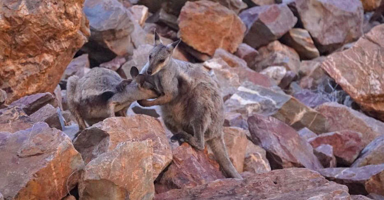 Wallabies
